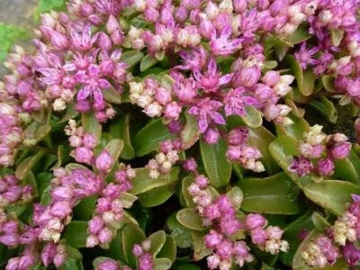 pink green flower seeds