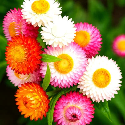 strawflower heirloom flower seeds