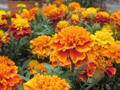 french marigold flower seeds