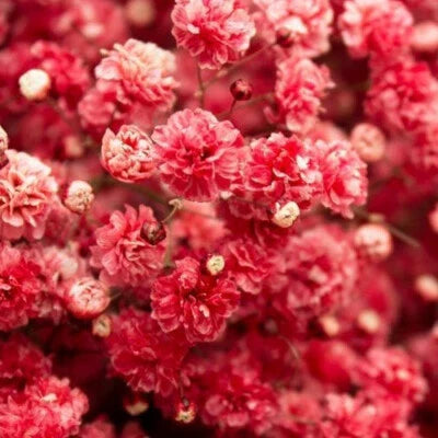 red crimson flower seeds