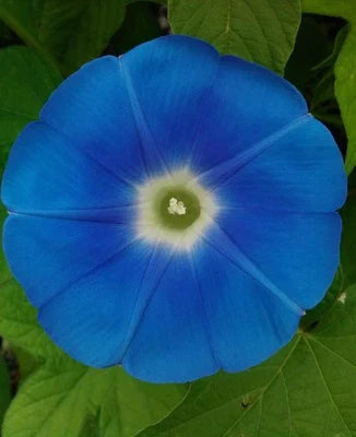 blue blue flower seeds
