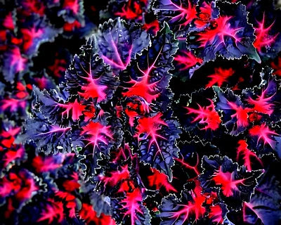 black coleus flower seeds