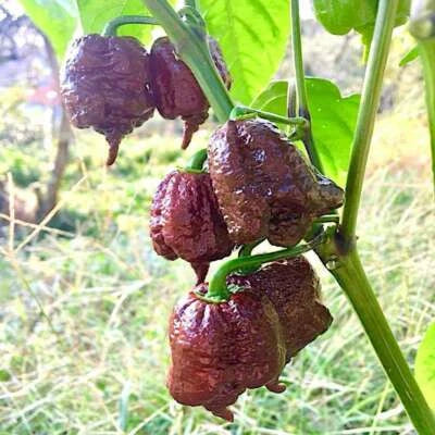 Chocolate Carolina Reaper Chili Pepper Planting World Record Hot Peppers Heirloom Non Gmo