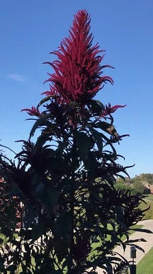 red amaranth flower seeds
