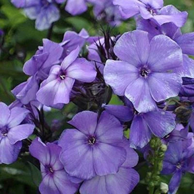 blue beauty flower seeds