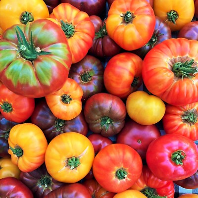 Mixed Color Beefsteak Tomato Seeds for Planting – Heirloom, Non-GMO, High Germination Organic Garden Seeds