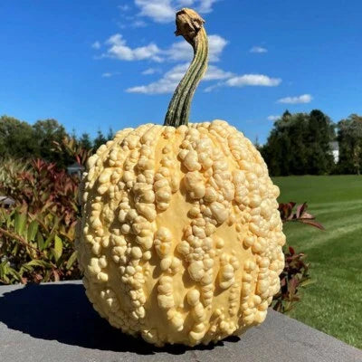 pumpkin knucklehead flower seeds