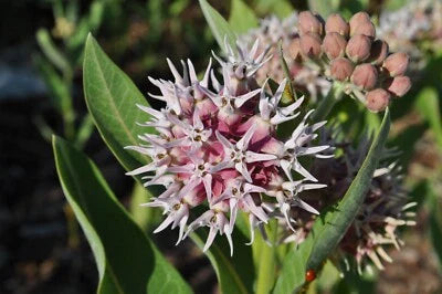Showy Milkweed Planting Asclepias Butterfly Weed Easy Grow Heirloom Non Gmo Flower Seeds