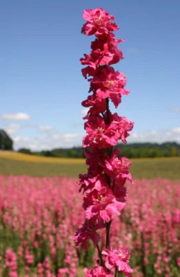 Rocket Larkspur Delphinium Deep Carmine Flowers Pollinators Non Gmo Heirloom Flower Seeds Home