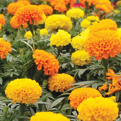 crackerjack mix flower seeds