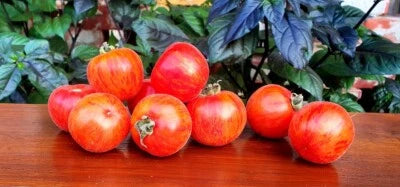 Peach Tomato Elbertas Beautiful Tasty Rich In Vitamins And Antioxidants Heirloom Non Gmo Fragrant