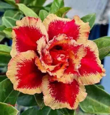 new adenium flower seeds