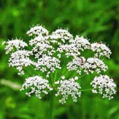 anise heirloom flower seeds