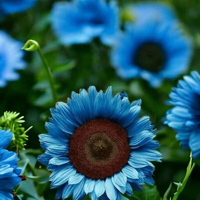 Blue Black Midnight Oil Sunflower Planting Rare Bonsai Hybrid Heirloom Non Gmo Flower Seeds