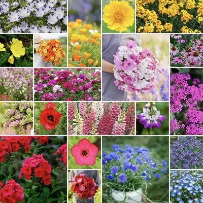 partial shade flower seeds