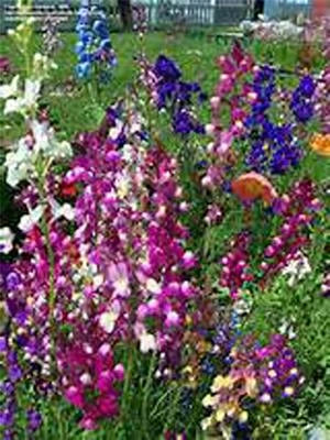snapdragon fairy flower seeds