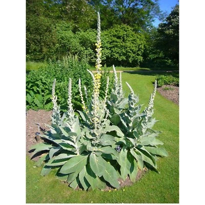 great mullein flower seeds