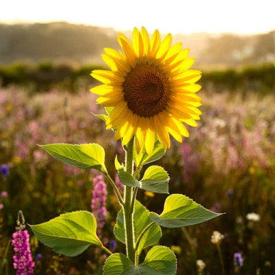 rare taiyo flower seeds