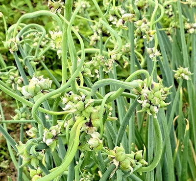 Onion Top Sets Egyptian Walking Onions Multiplier Tree Onion Perennial Heirloom Non Gmo Flower