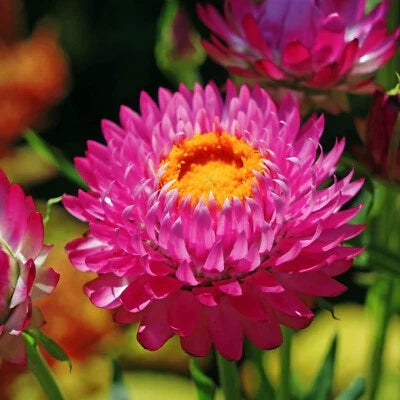 purple red flower seeds