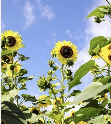 Organic Sunflower Planting Vibrant Lemon Queen Attracts Pollinators Ship Free Heirloom Non Gmo