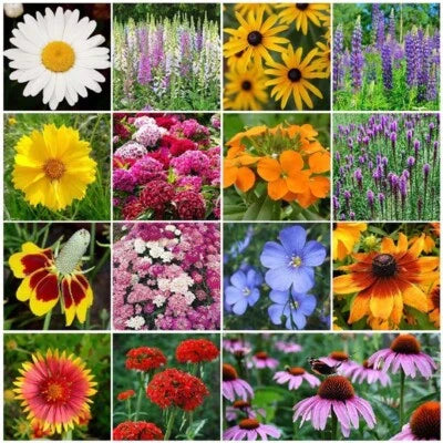 wildflower mix flower seeds
