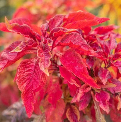 red garnet flower seeds
