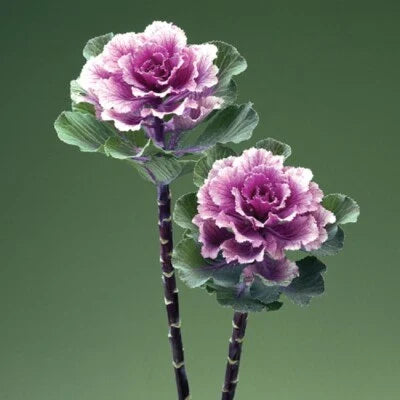Flowering Kale Planting Flowering Kale Rose Flare Ornamental Kale Planting Heirloom Non Gmo