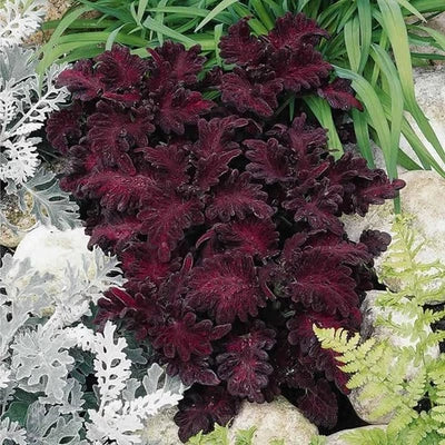black dragon flower seeds