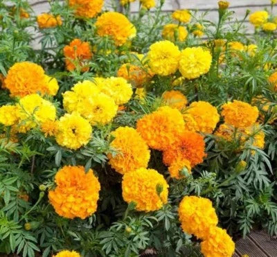 cracker jack flower seeds