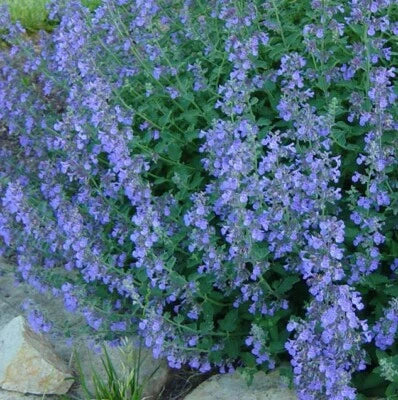 Lavender Blue Catmint Heirloom Perennial Teas Insect Repellant Non Gmo Perennial Pollinator
