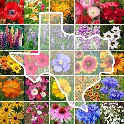 wildflower texas flower seeds