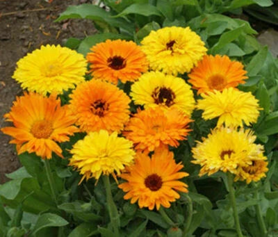 calendula for flower seeds