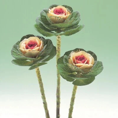 flowering kale flower seeds