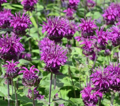 Purple Bee Balm Bergamot Monarda Media Perennial Attracts Bees Non Gmo Heirloom Flower Seeds