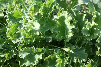 Blue Vates Curled Kale Planting Fresh Eating Cooking Heirloom Non Gmo Flower Seeds Home