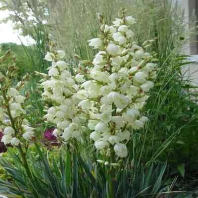 adams needle flower seeds