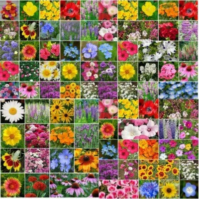 wildflower mix flower seeds