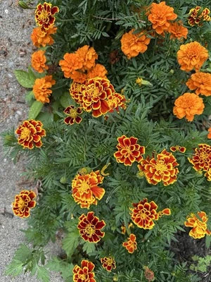 French Marigold Flower Mix Non Gmo Heirloom Fresh Annual Flower Planting Easy To Grow Annual
