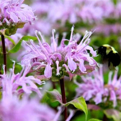 bee balm flower seeds
