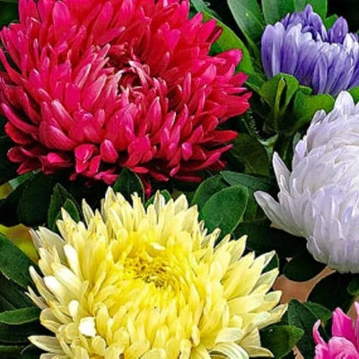 powderpuff mix flower seeds