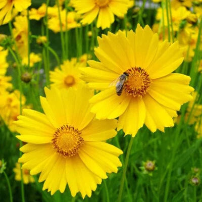 lance leaf flower seeds