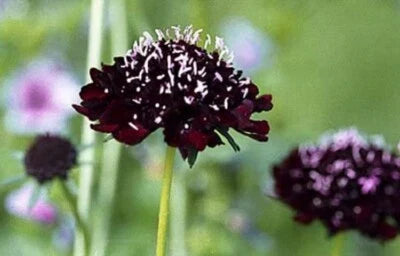scabiosa perennial flower seeds