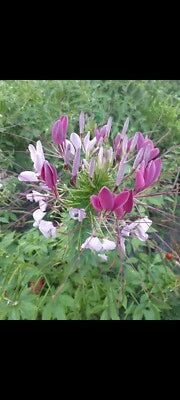 mixed color flower seeds