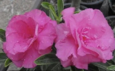 pink shocky flower seeds