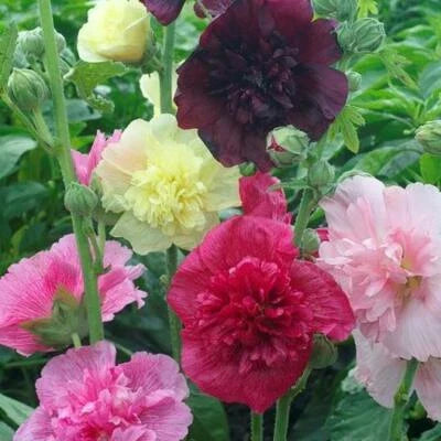 Hollyhock Majorette Double Mix Dwarf Biennial Pollinators Usa Non Gmo Heirloom Flower Seeds