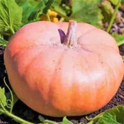 Pink Doll Pumpkin Heirloom Non Gmo Flower Seeds Home Garden Planting, Exotic Organic Blooming