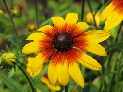 gloriosa daisy flower seeds