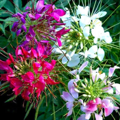 mixed colors flower seeds