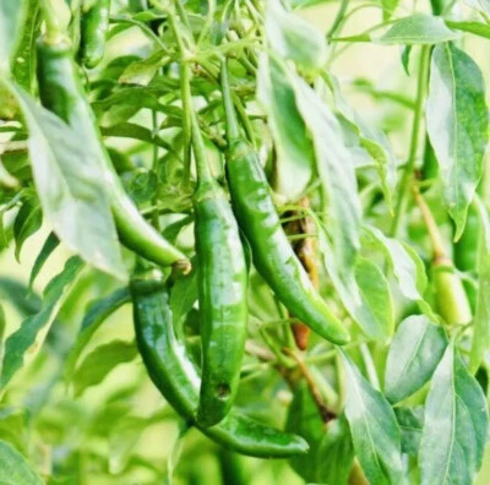 Fresh Harvest Hot Serrano Pepper Planting Nongmo Heirloom Variety Non Gmo Flower Seeds Home